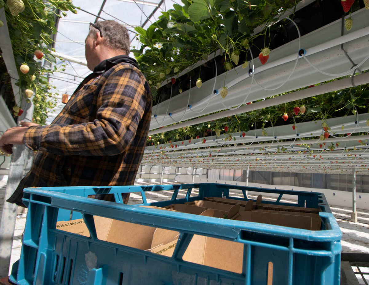 aardbeienbakje-fonkels-500gram